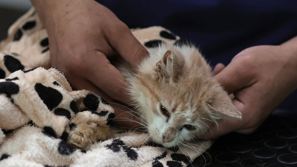 Cats’ Lives at Risk from Feline Coronavirus (FeCV)